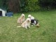 Thumbs/tn_Bild 048.jpg